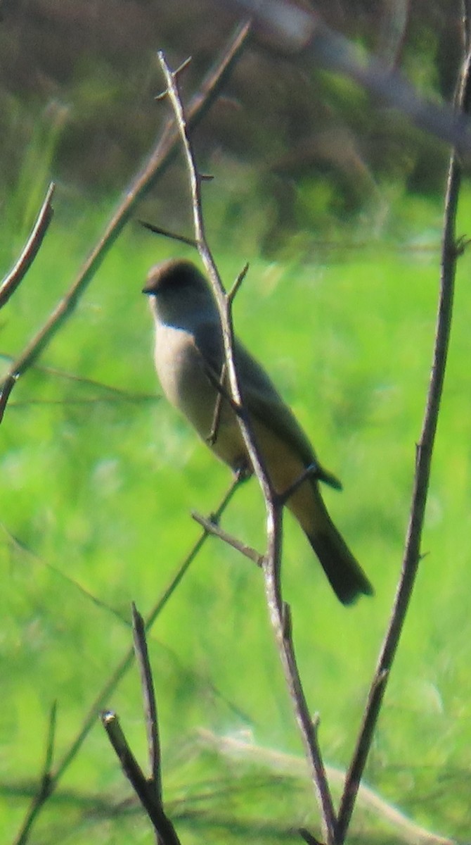 Say Fibisi - ML645846871