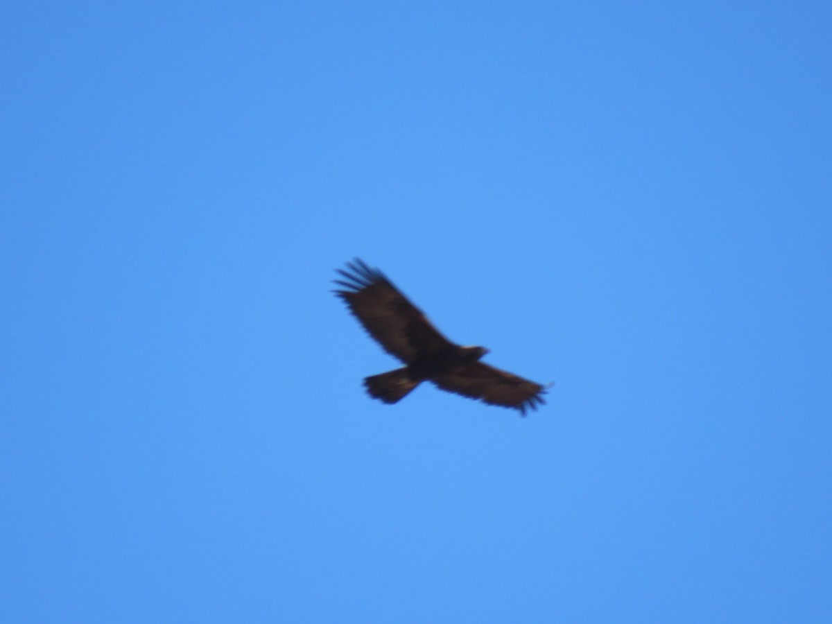 Kaya Kartalı - ML645846872