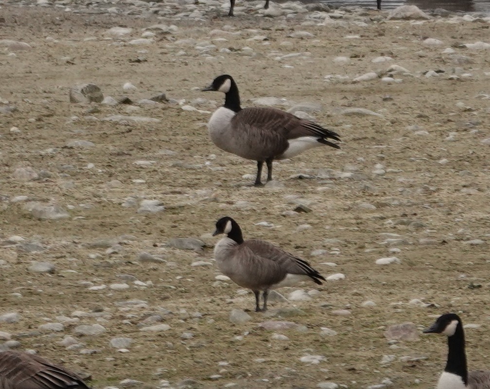Cackling Goose - ML645846873