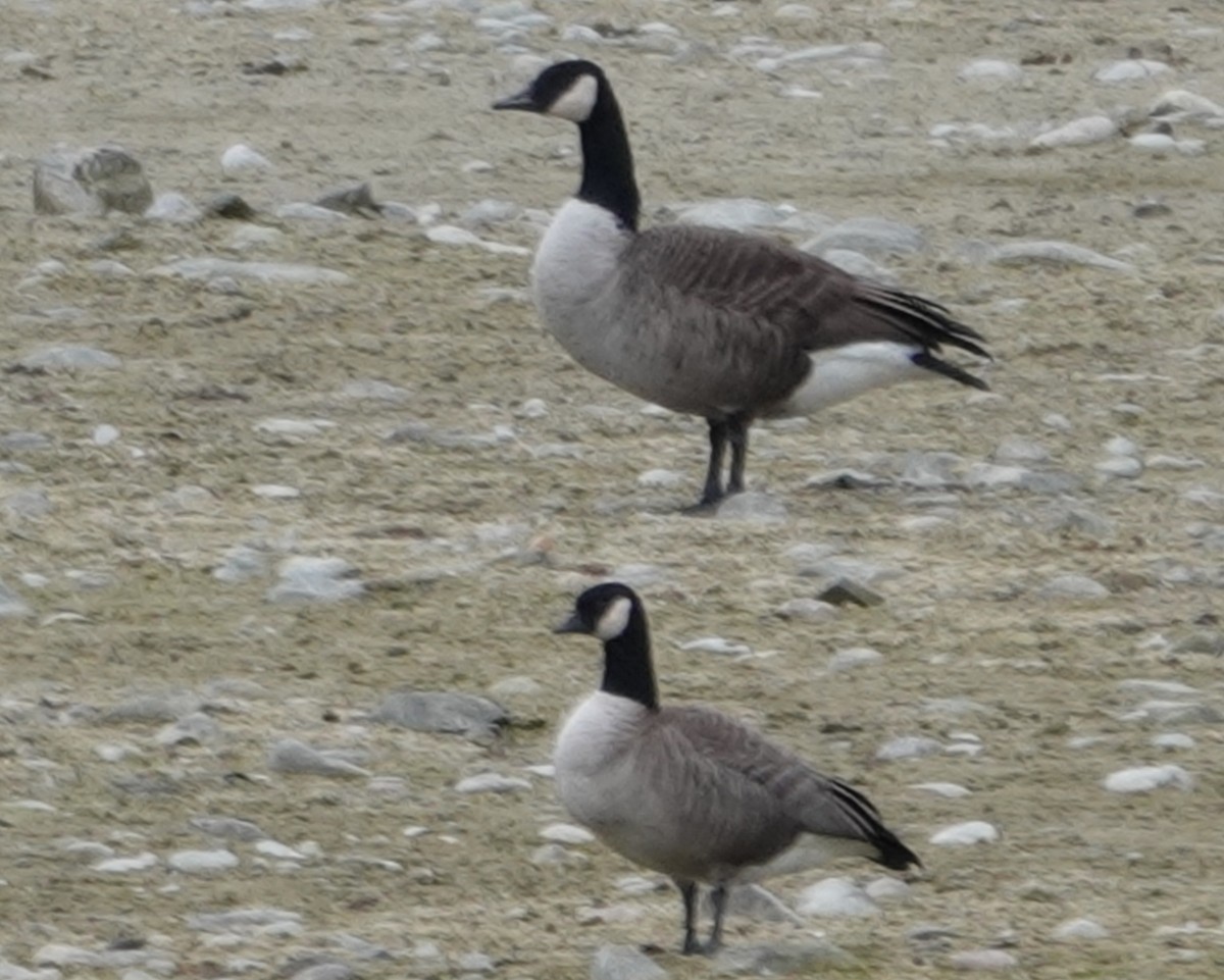 Cackling Goose - ML645846874