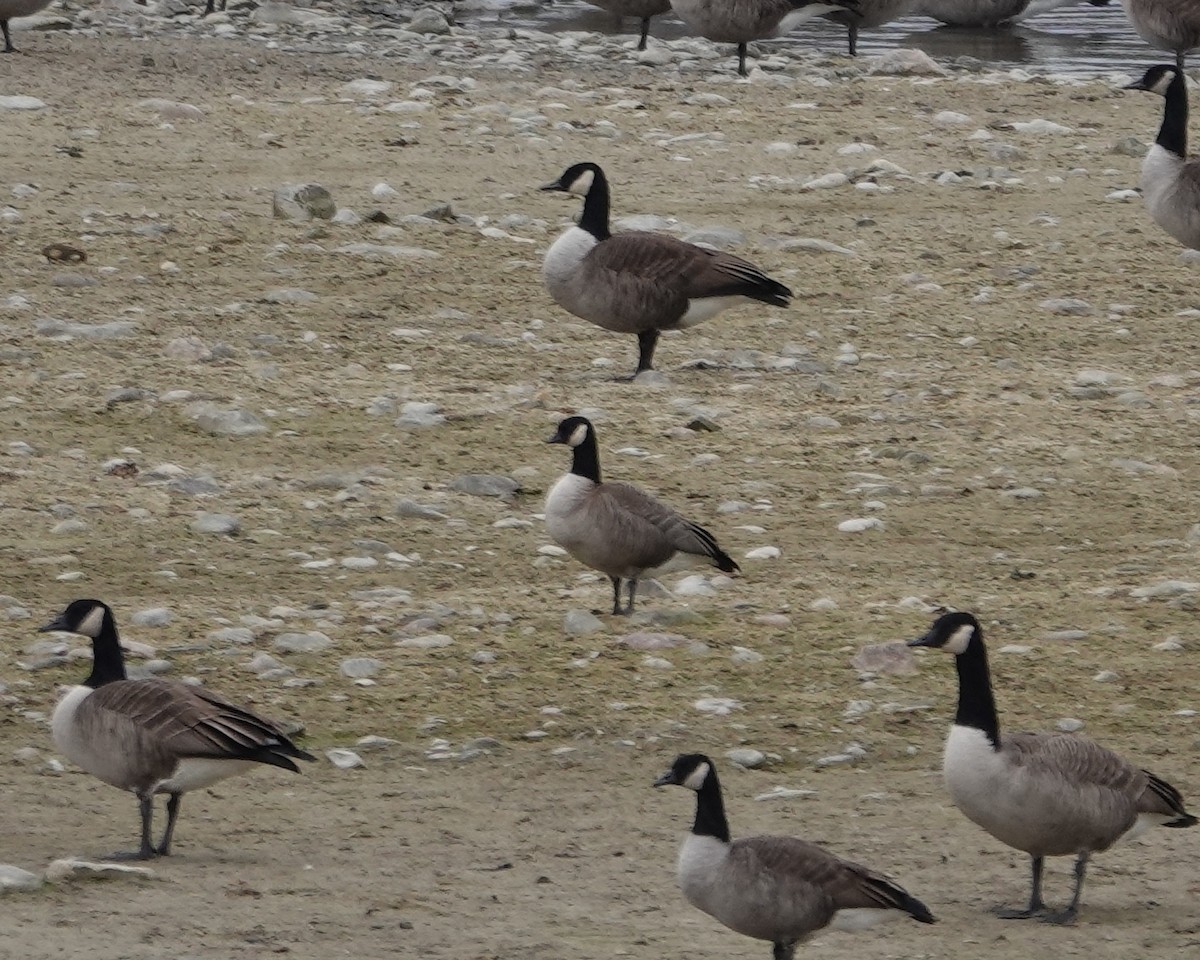 Cackling Goose - ML645846875