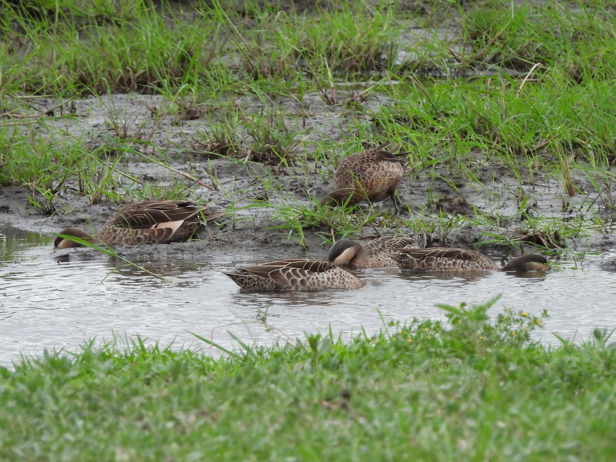 Kırmızı Gagalı Ördek - ML645846876