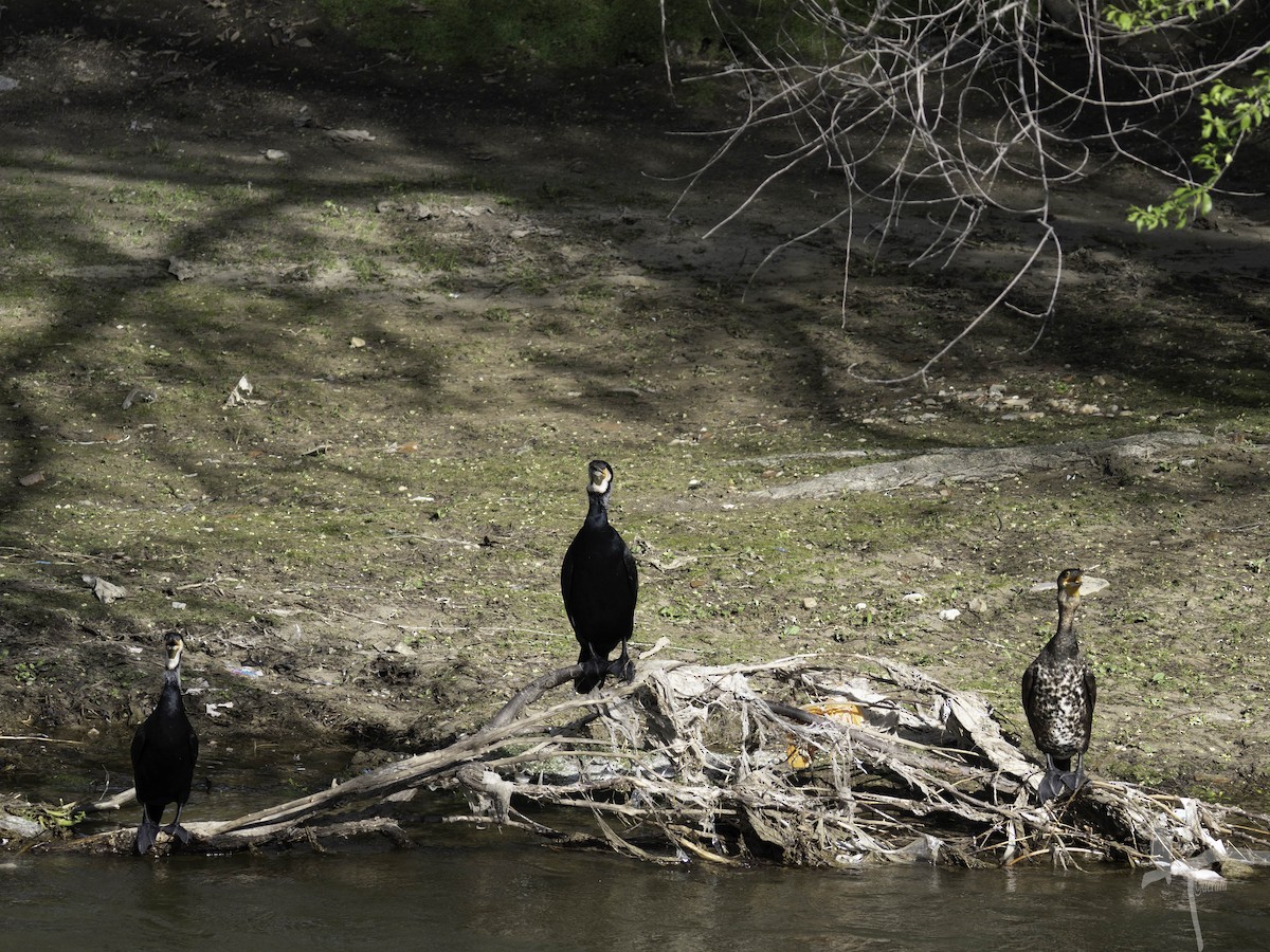 Karabatak - ML645846877