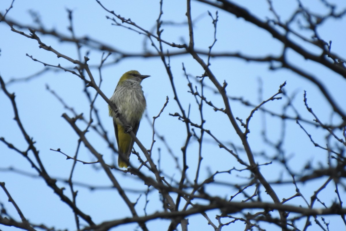 Sarıasma - ML645846879