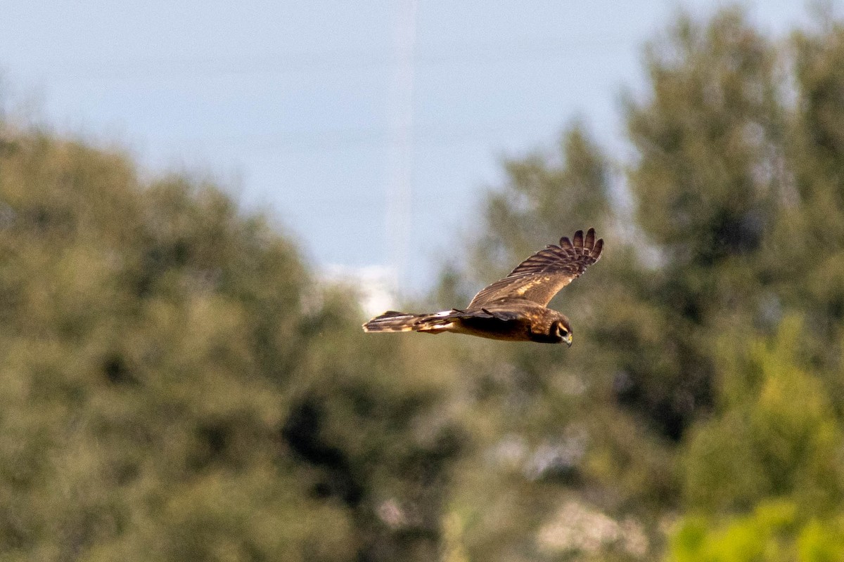 Amerika Delicesi - ML645846881