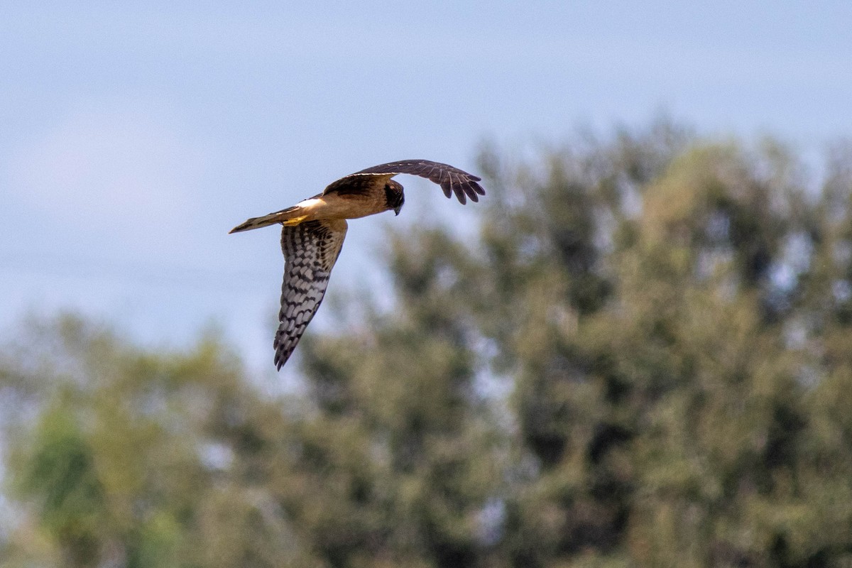 Amerika Delicesi - ML645846882