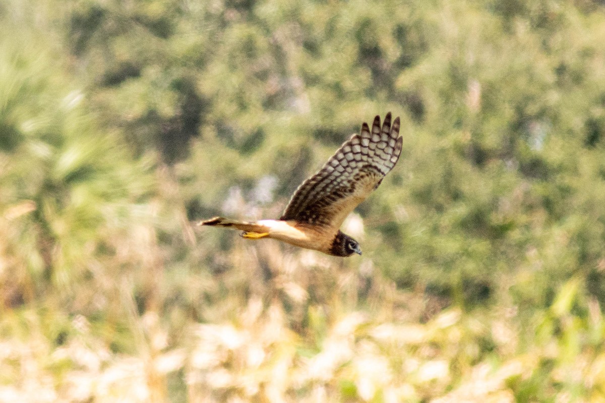 Amerika Delicesi - ML645846883