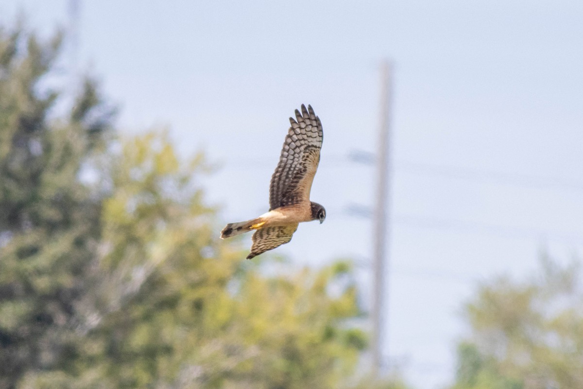 Amerika Delicesi - ML645846884