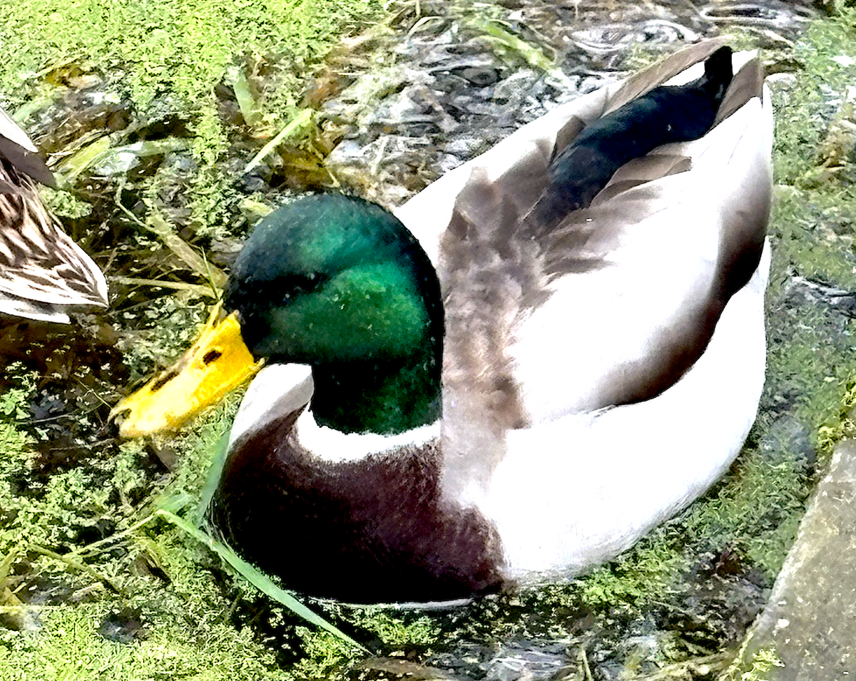 Yeşilbaş - ML645846885