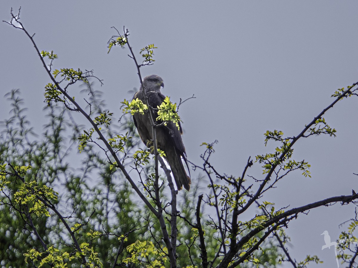 Kara Çaylak - ML645846886