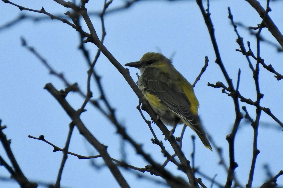 Sarıasma - ML645846887