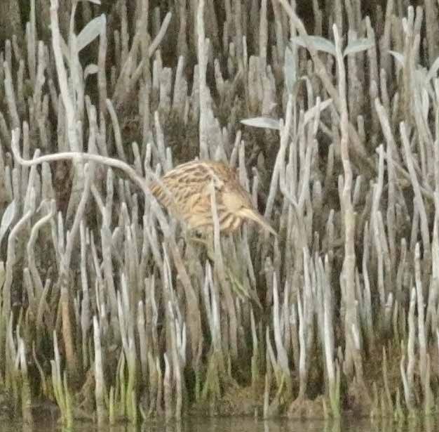 Sarı Küçük Balaban - ML645846888