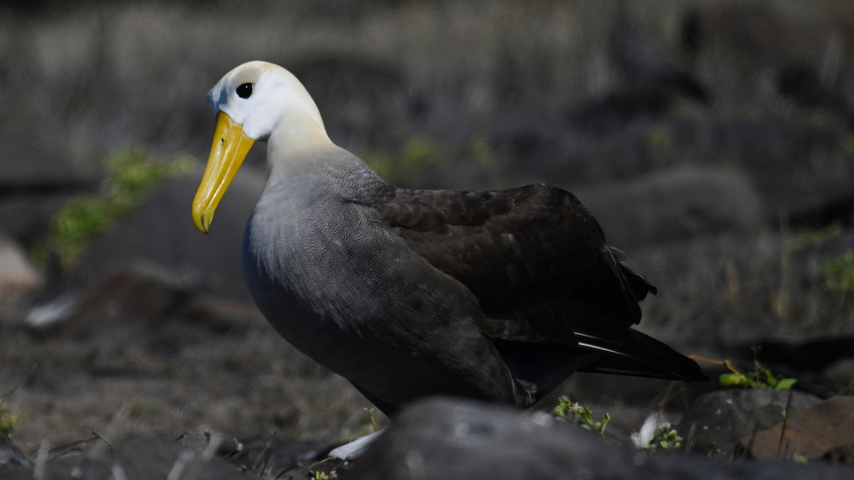 Yazılı Albatros - ML645846889