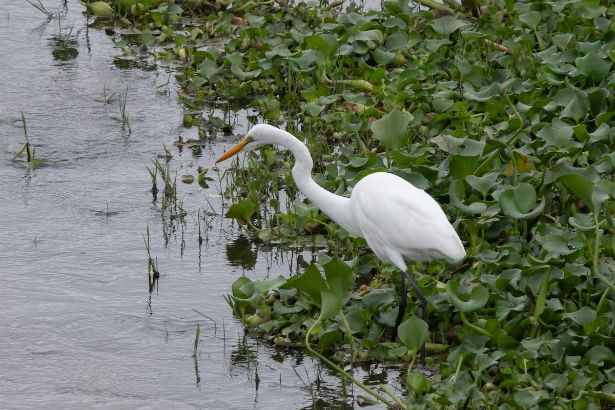 Büyük Ak Balıkçıl (melanorhynchos) - ML645846891