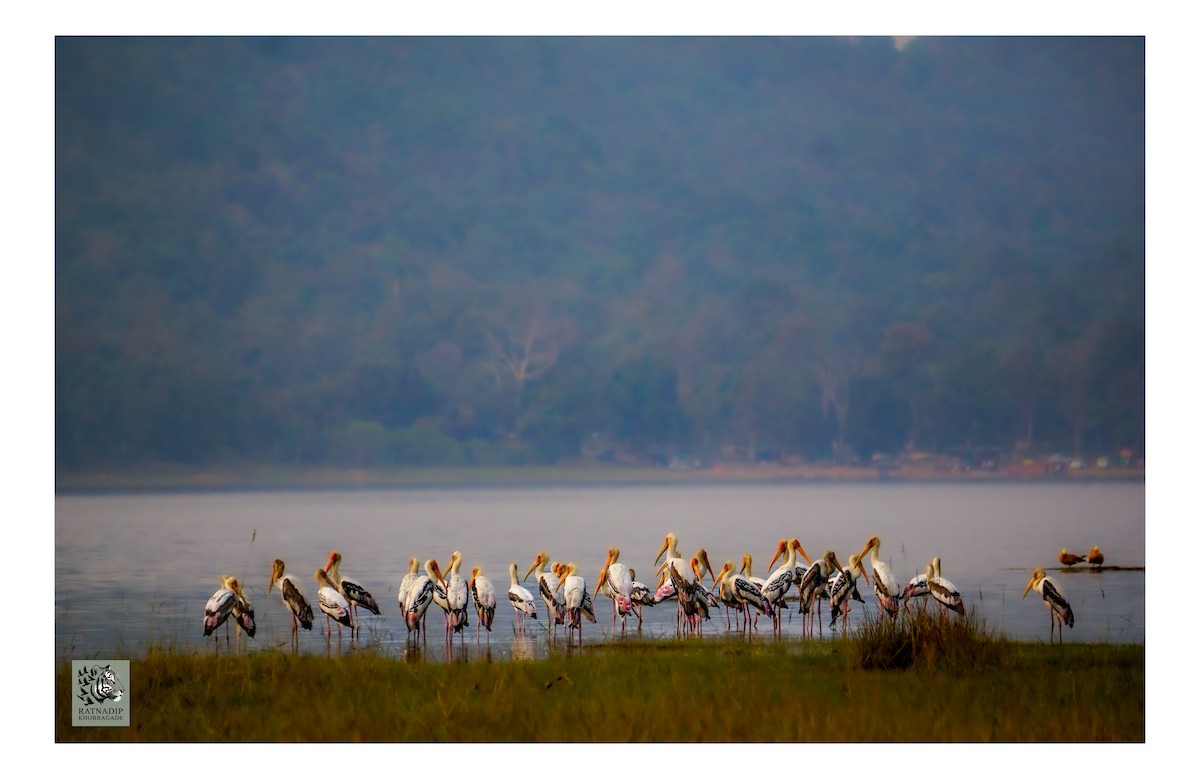 Alaca Leylek - ML645846893