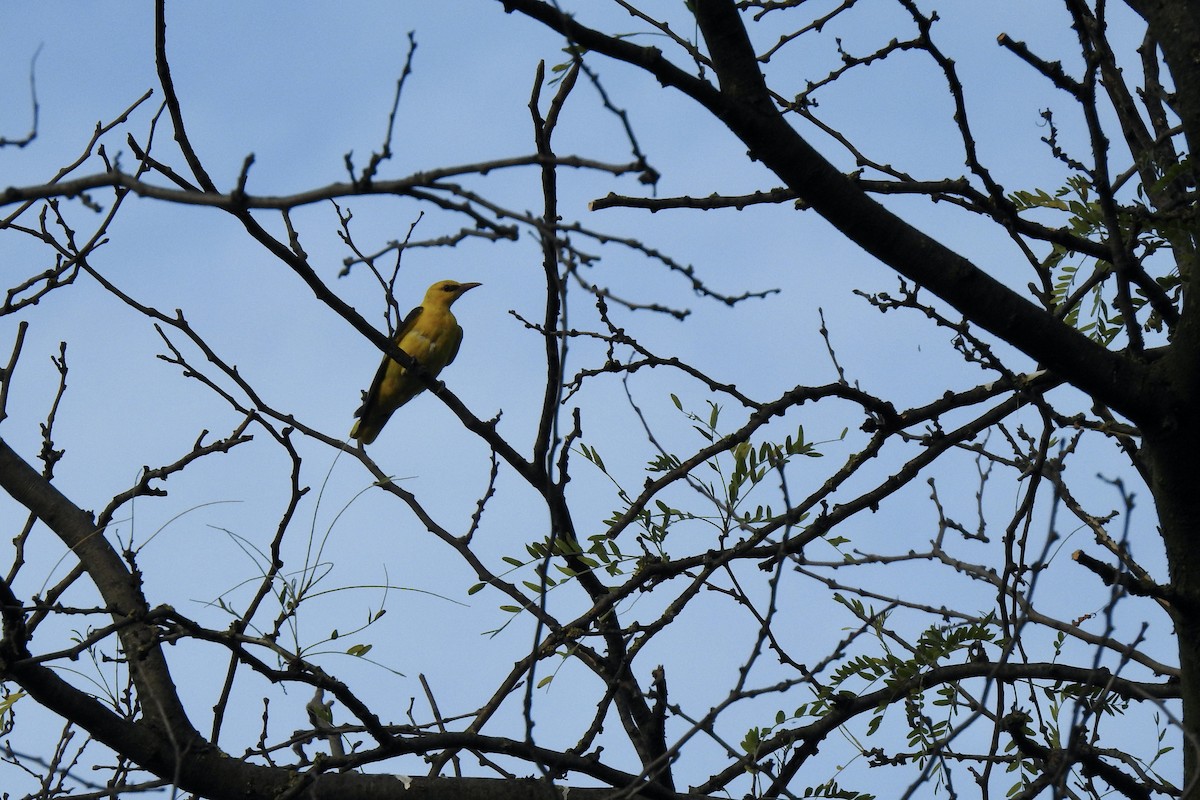 Sarıasma - ML645846895