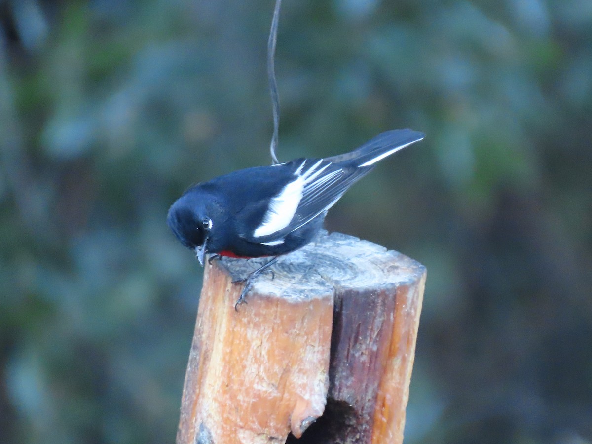 Boyalı Ötleğen - ML645846897