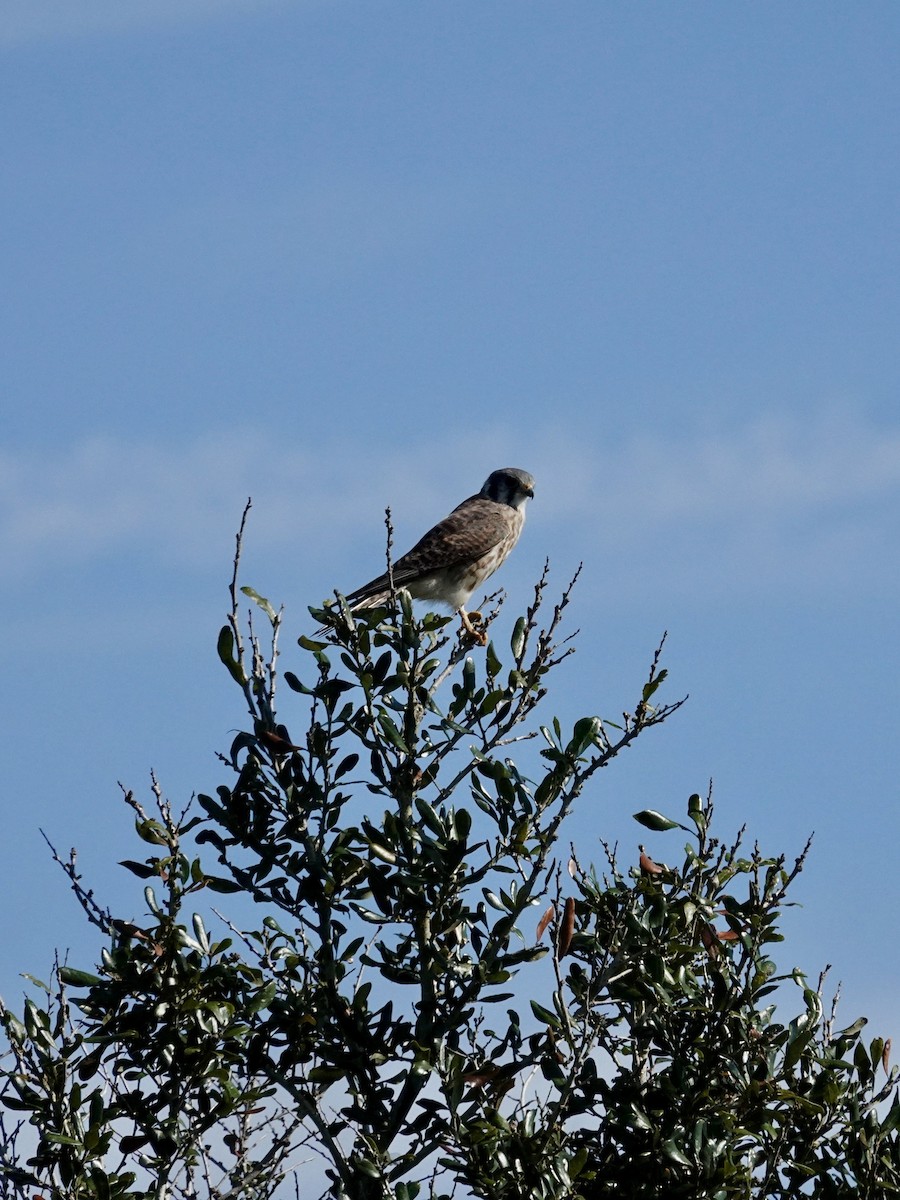 American Kestrel - ML645846901