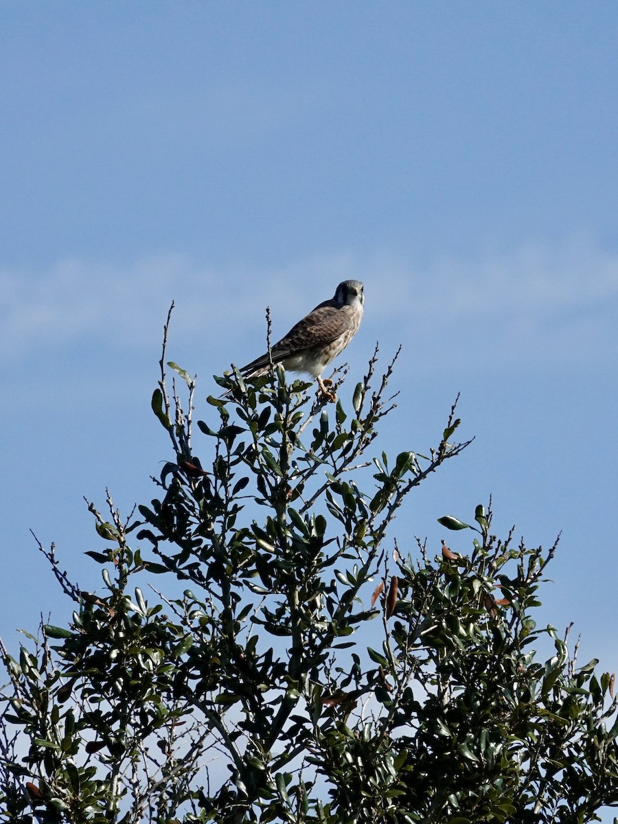 American Kestrel - ML645846902