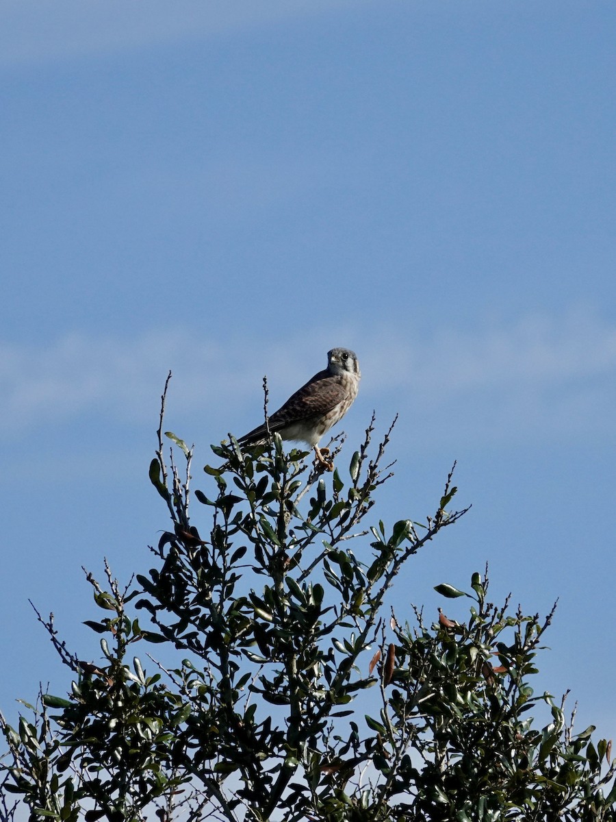 American Kestrel - ML645846903