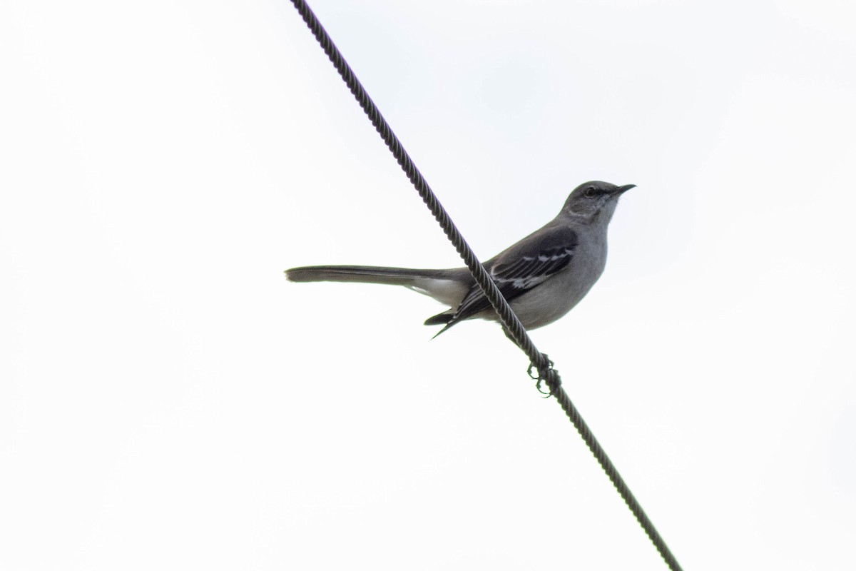 Kuzeyli Taklitçi - ML645846904