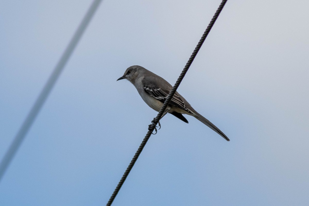 Kuzeyli Taklitçi - ML645846905