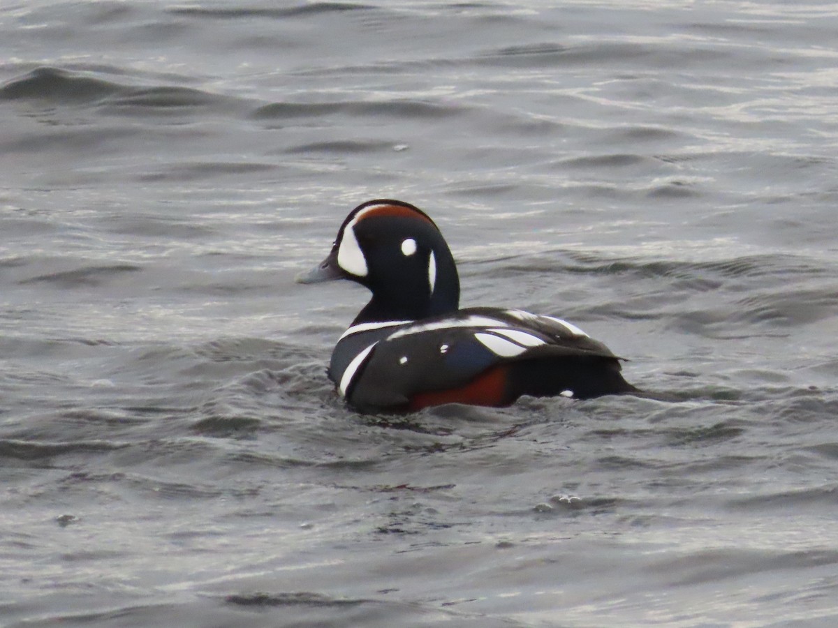 Harlequin Duck - ML645846906