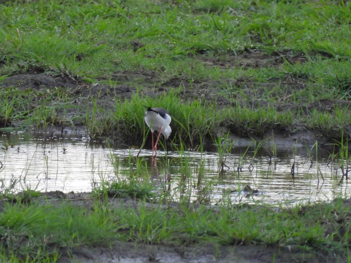 Zankaluze eurasiarra - ML645846907