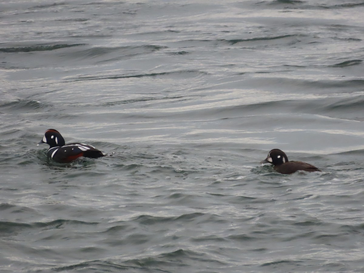 Harlequin Duck - ML645846908