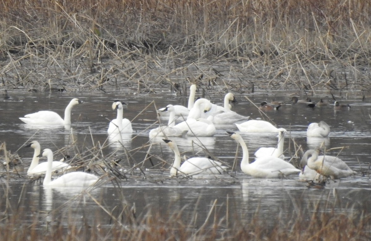 Tundra Swan - ML645846911