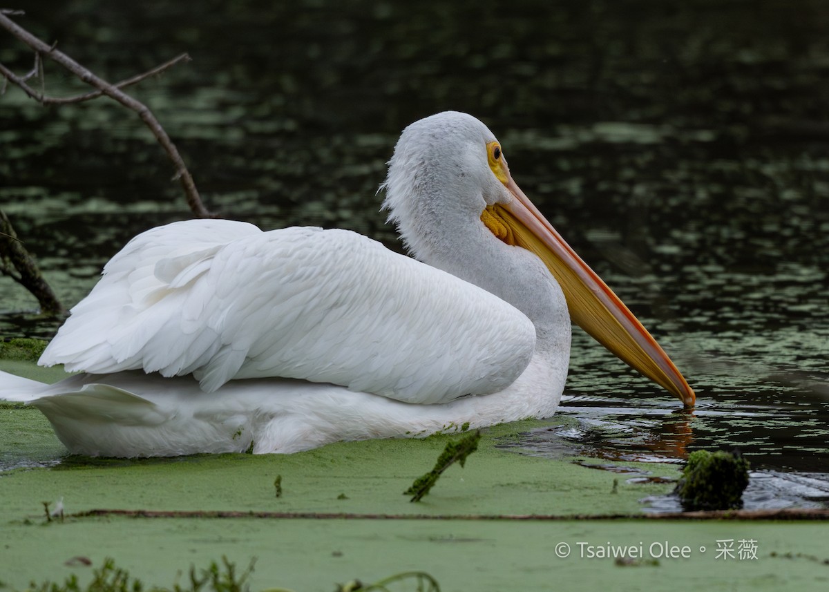 American White Pelican - ML645846912