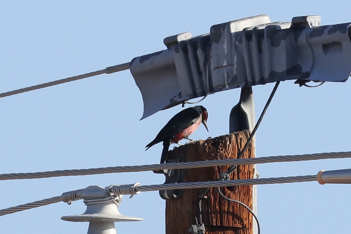 Blutgesichtspecht - ML645846914