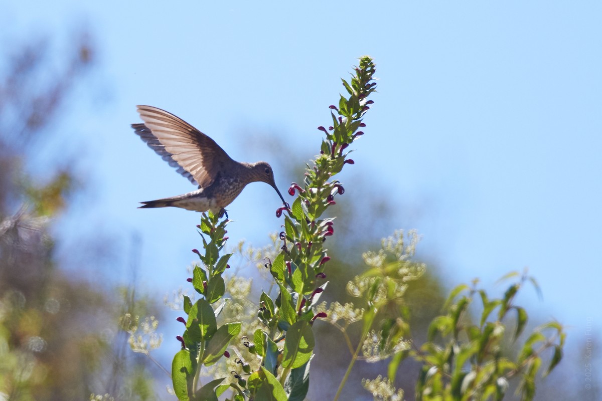 Giant Hummingbird - ML645846931