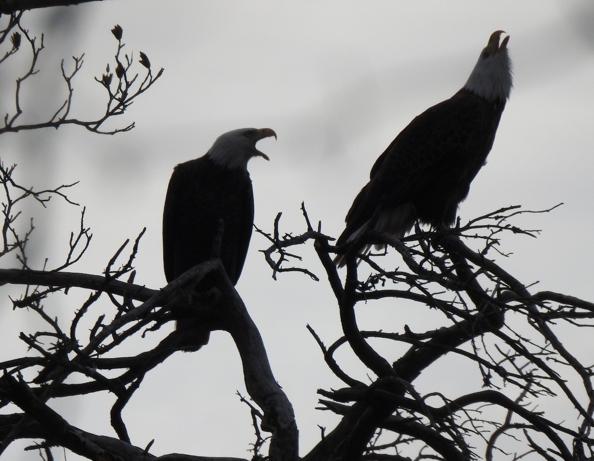 Bald Eagle - ML645846932