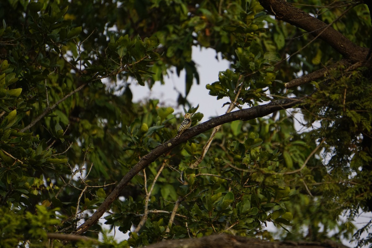 Pico Mahratta - ML645846933