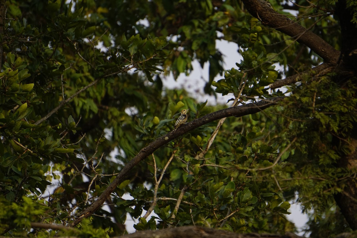 Pico Mahratta - ML645846934