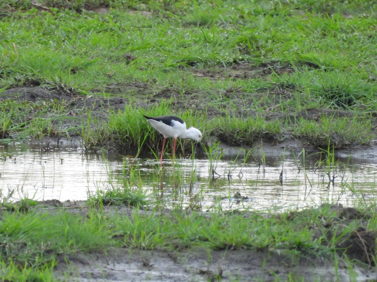 Zankaluze eurasiarra - ML645846963