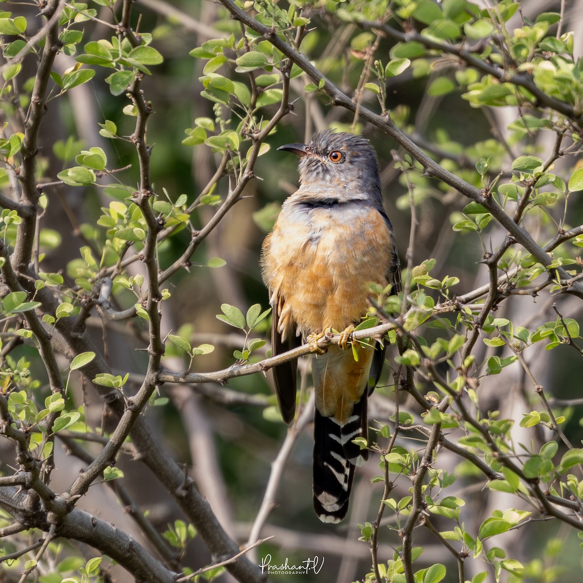 ヒメカッコウ - ML645846964