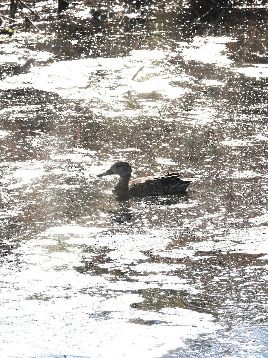 Серая утка - ML645846970