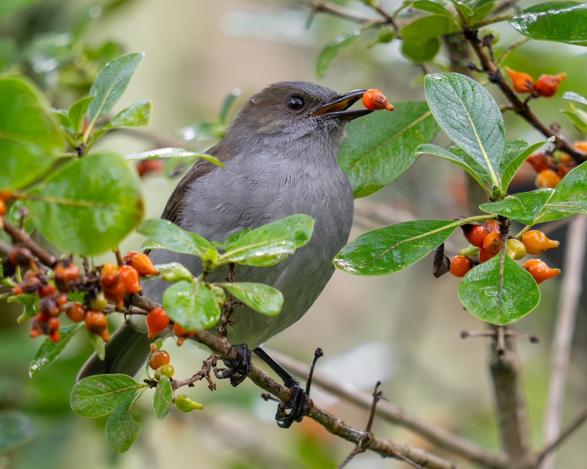 ハワイツグミ - ML645846971