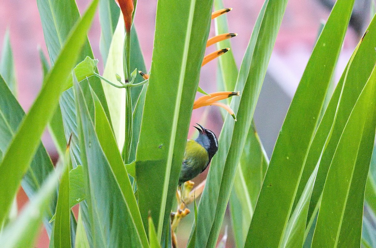 Zuckervogel - ML645846977