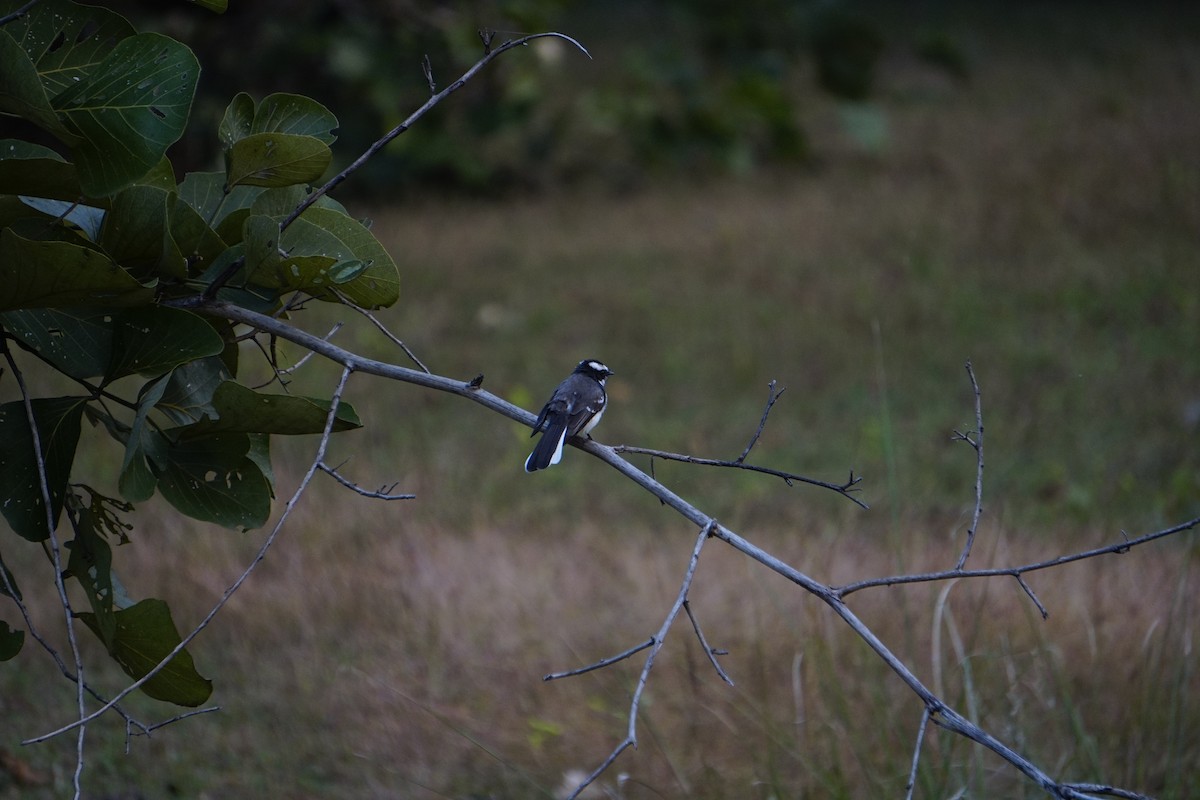 Abanico Cejiblanco - ML645846979