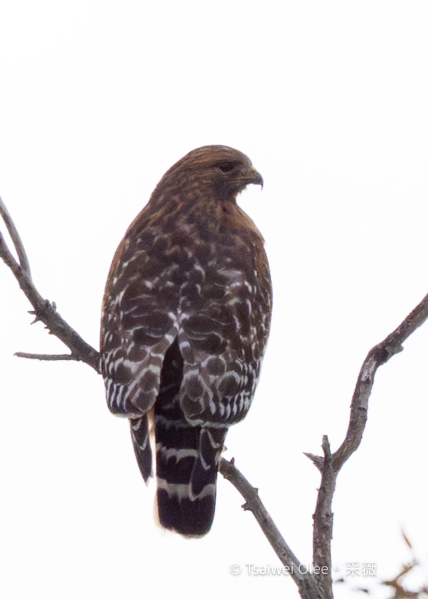 Red-shouldered Hawk - ML645846982