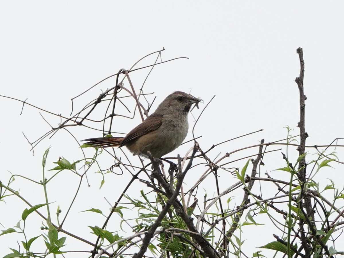 Short-billed Canastero - ML645846995