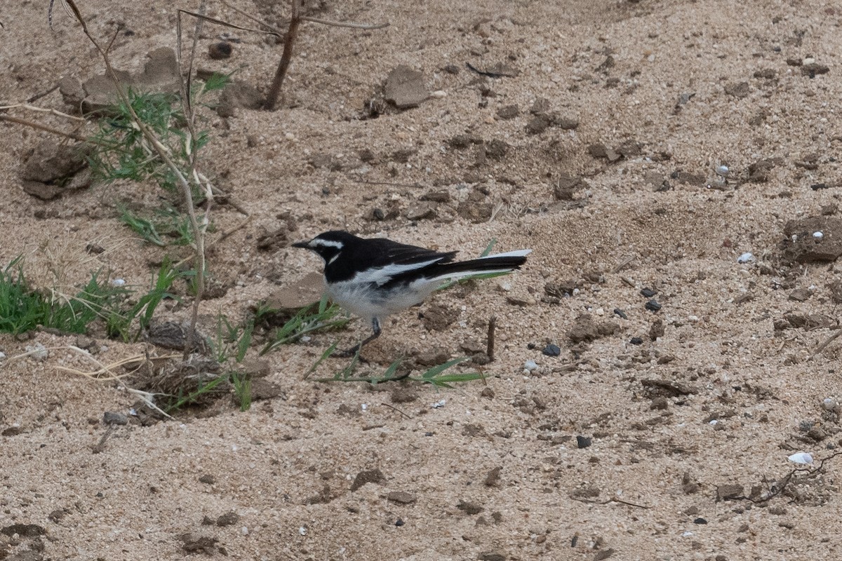 African Pied Wagtail - ML645846997
