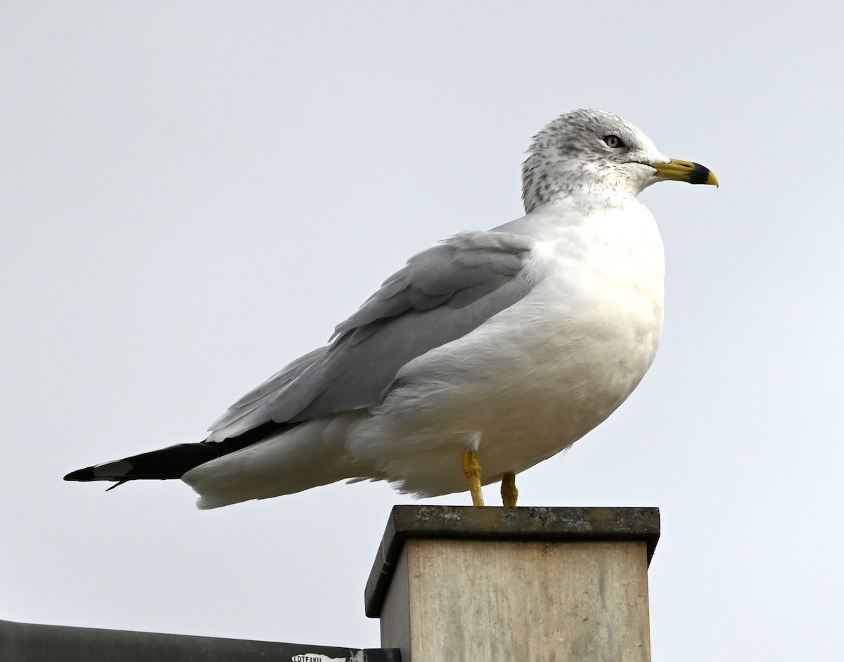 Ring-billed Gull - ML645846998
