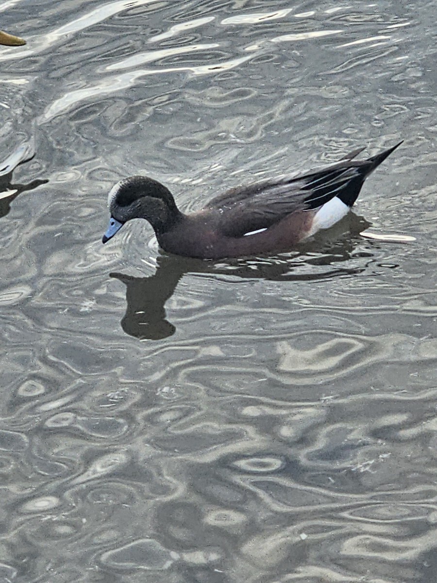 American Wigeon - ML645847000