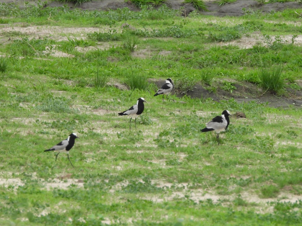 Blacksmith Lapwing - ML645847001