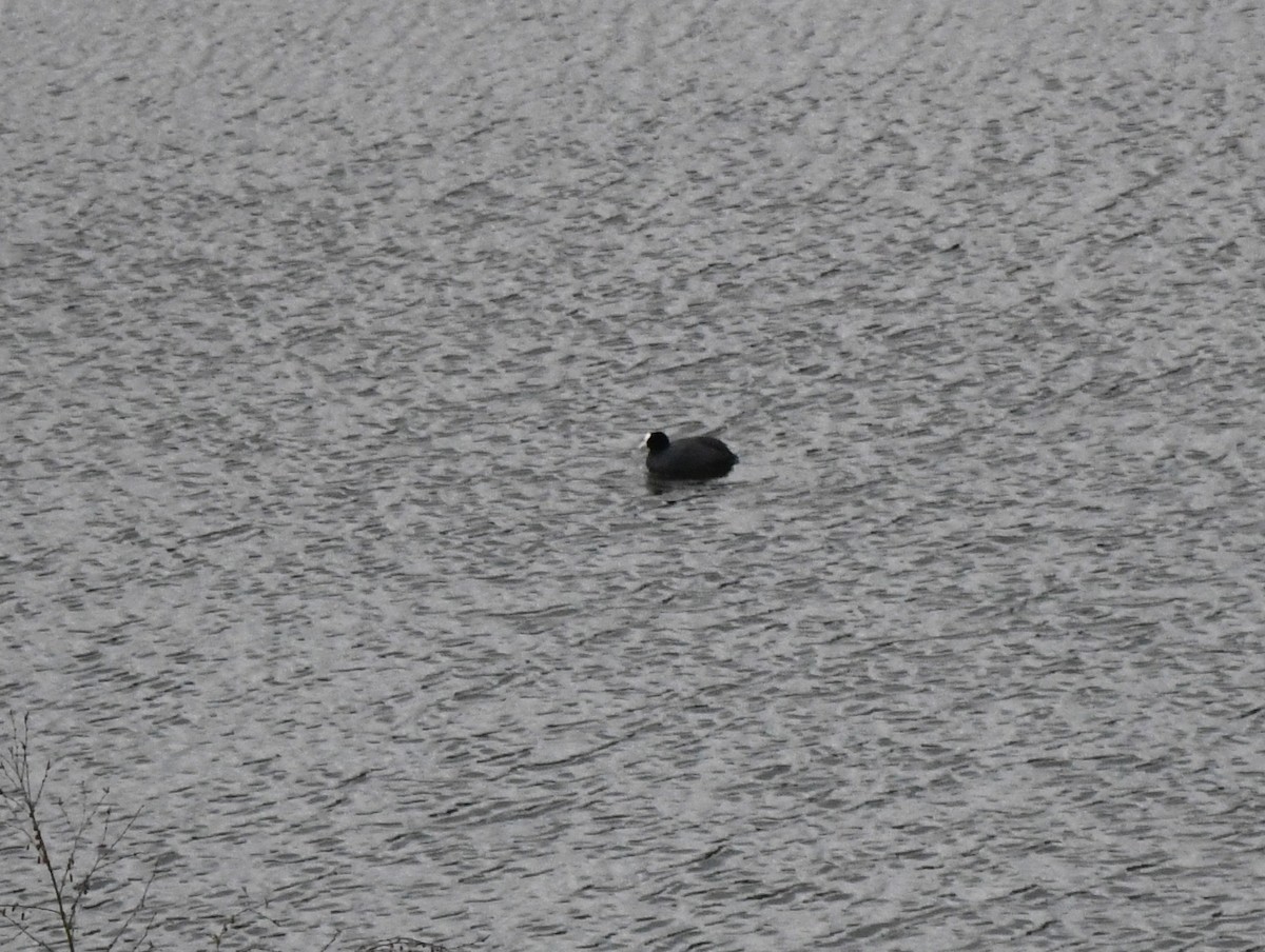 Eurasian Coot - ML645847002