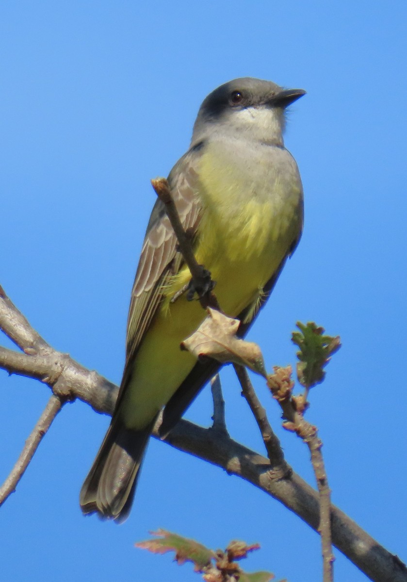 Cassin's Kingbird - ML645847003